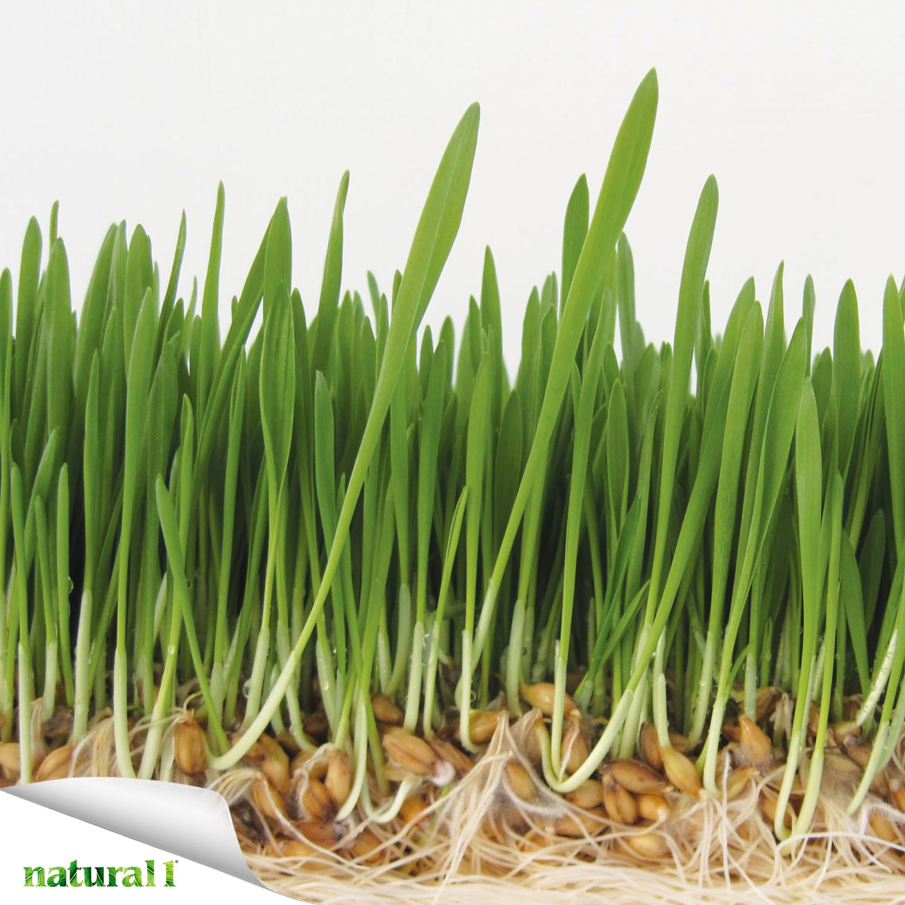 Lo studio presentato nell'articolo descrive la ricerca di molecole biologicamente attive nei germogli di grano. In particolare l’analisi di spettrometria di massa di frazioni di estratti di germogli di grano purificate rileva due peptidi che vengono sequenziati e sintetizzati. 
Più informazioni nell'articolo “Structure-function relationship of oligopeptides isolated from wheat sprouts. Potential application on nutraceutical field”, pubblicato a pagina 39 del numero di marzo 2026.
https://natural1.it/structure-function-relationship-of-oligopeptides-isolated-from-wheat-sprouts-potential-application-on-nutraceutical-field/

Courtesy of https://whperron.com/

Per sfogliare il numero di marzo 2026 copia e incolla questo link:
https://online.pubhtml5.com/xcmo/nmbm/

#grano #germoglidigrano #peptidi #nutrizione #nutraceutica #natural1rivista #natural1