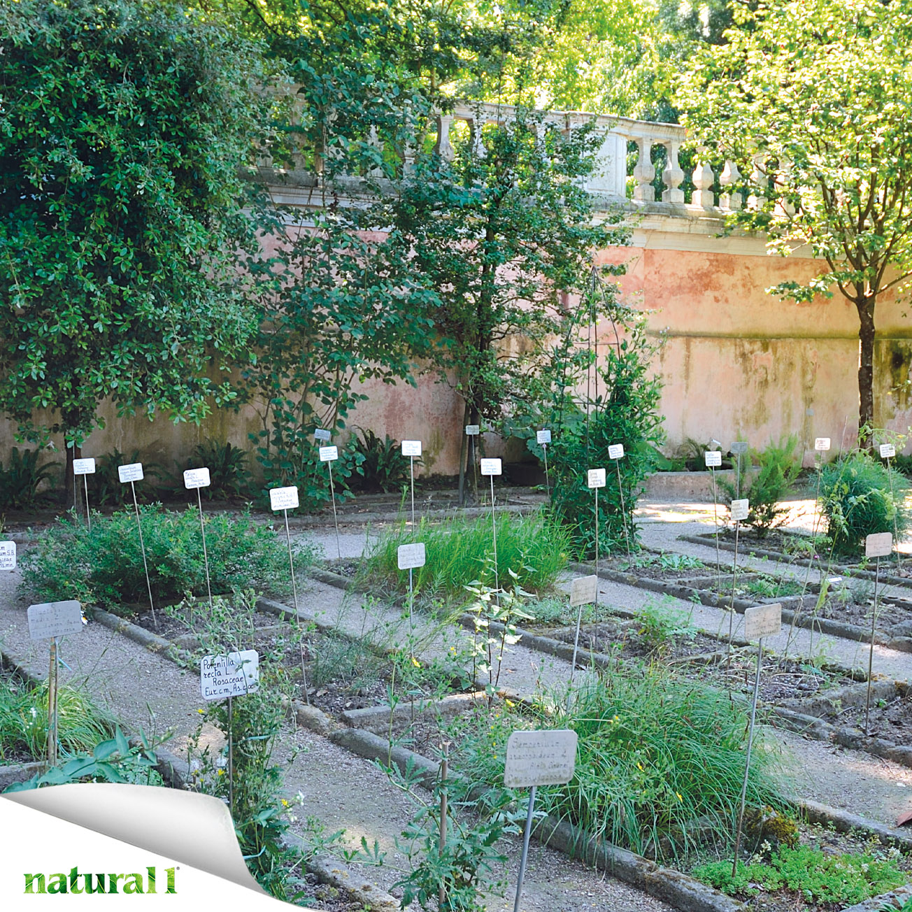 Uno scorcio dell'Orto Botanico di Padova. Raccontare come “vive” il terreno da cui nasce una pianta significa raccontare una parte essenziale della sua efficacia, rafforzando la credibilità del prodotto finale. Più informazioni nell’articolo “Agricoltura rigenerativa e “fitocomplessi potenziati”: come un suolo vitale può aumentare il valore nutraceutico e cosmetico delle piante”, pubblicato a pagina 53 del numero di marzo 2026.
https://natural1.it/agricoltura-rigenerativa-efitocomplessi-potenziati-come-un-suolo-vitale-puo-aumentare-il-valore-nutraceutico-e-cosmetico-delle-piante/

Photo credit: S. Del Moro

Per sfogliare il numero di marzo 2026 copia e incolla questo link:
https://online.pubhtml5.com/xcmo/nmbm/

#agricolturarigenerativa #fitocomplessi #nutraceutica #cosmesinaturale #coltivazione #suolo #natural1rivista #natural1