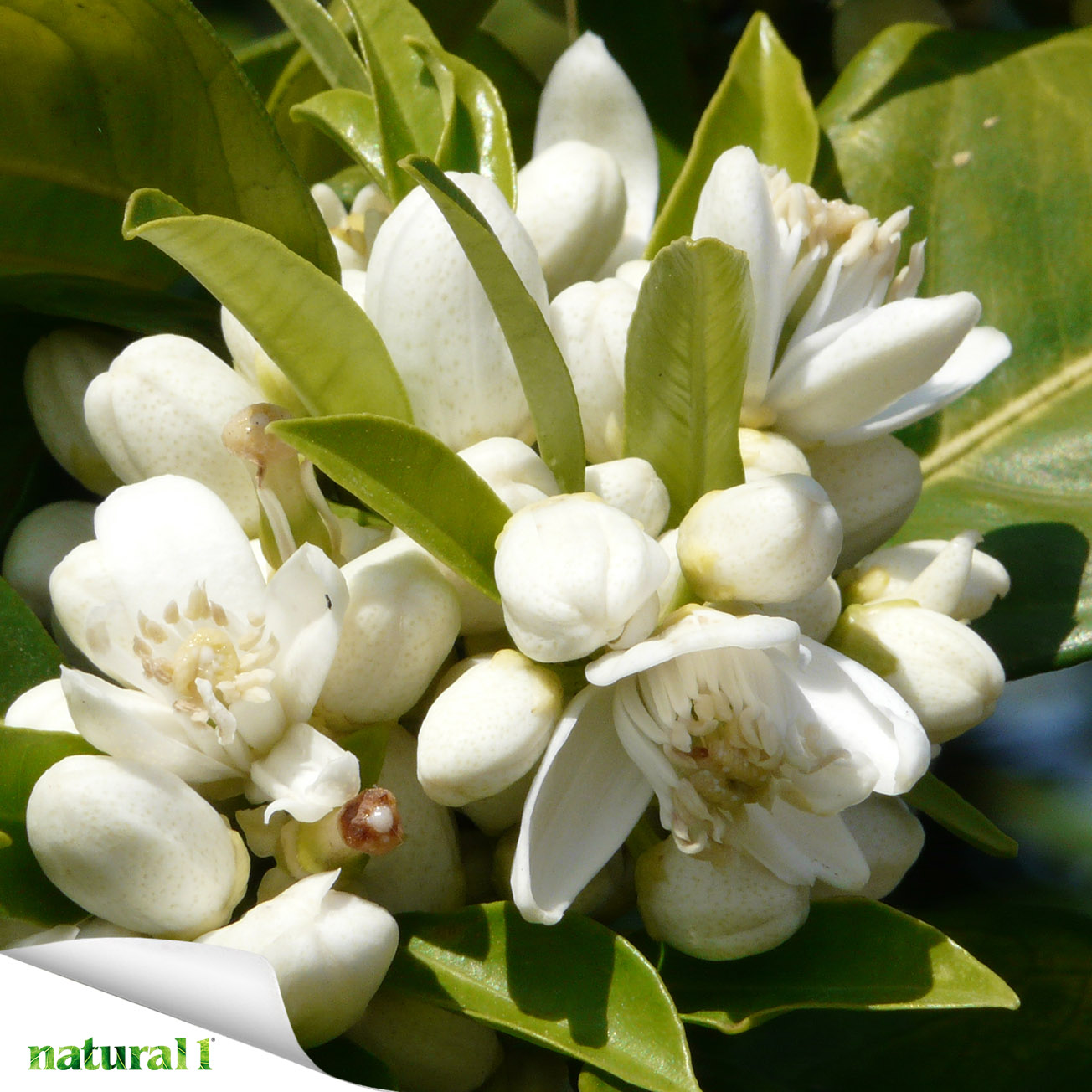 Fiori di Citrus sinensis.
Immagine contenuta negli Atti dell’VIII Congresso Nazionale della Società Italiana per la Ricerca sugli Oli Essenziali (S.I.R.O.E.) pubblicati a pagina 47 del numero di aprile 2026.
https://natural1.it/viii-congresso-nazionale-siroe/

Photo credit: Salomé Bielsa

Per sfogliare il numero di aprile 2026 copia e incolla questo link:
https://online.pubhtml5.com/xcmo/rxsn/

#citrussinensis #aranciodolce #oliessenziali #siroe #repellente #antifungino #natural1rivista #natural1