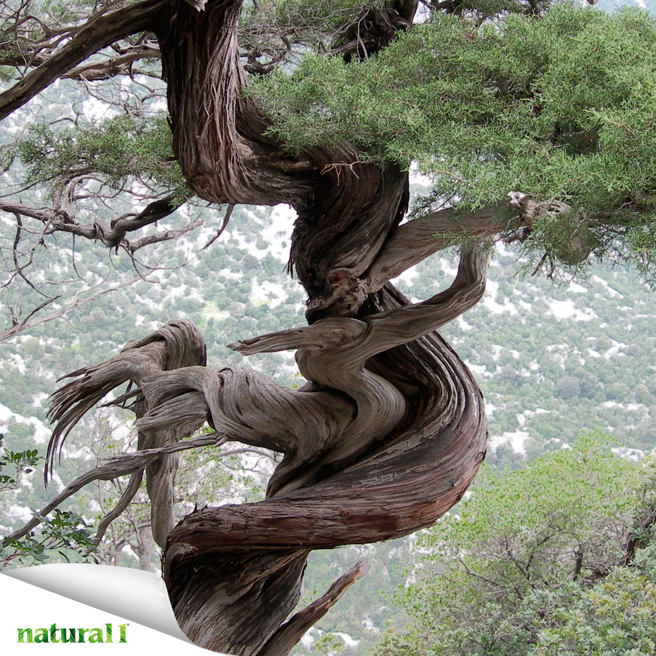 Juniperus communis.
Al ginepro sono attribuite dalla tradizione popolare numerose virtù: è indicato come stomachico, masticarne le bacche facilita la digestione, come antisettico naturale per le vie urinarie e respiratorie, e sono riportate proprietà antireumatiche. Il ginepro è sempre stato considerato dalla medicina popolare un rimedio naturale per la cura di diversi disturbi delle vie aeree e per la febbre.
Più informazioni nell’articolo “Oli essenziali e igiene orale: un alleato naturale per la salute della bocca [parte 2]”, pubblicato a pagina 17 del numero di giugno 2026.
https://natural1.it/oli-essenziali-e-igiene-orale-un-alleato-naturale-per-la-salute-della-bocca-parte-2/

Photo credit: Gaspar Torriero

Per sfogliare il numero di giugno 2026 copia e incolla questo link:
https://online.pubhtml5.com/xcmo/bsug/#p=1

#juniperuscommunis #ginepro #stomachico #antisettico #antireumatico #bocca #igieneorale #natural1rivista #natural1