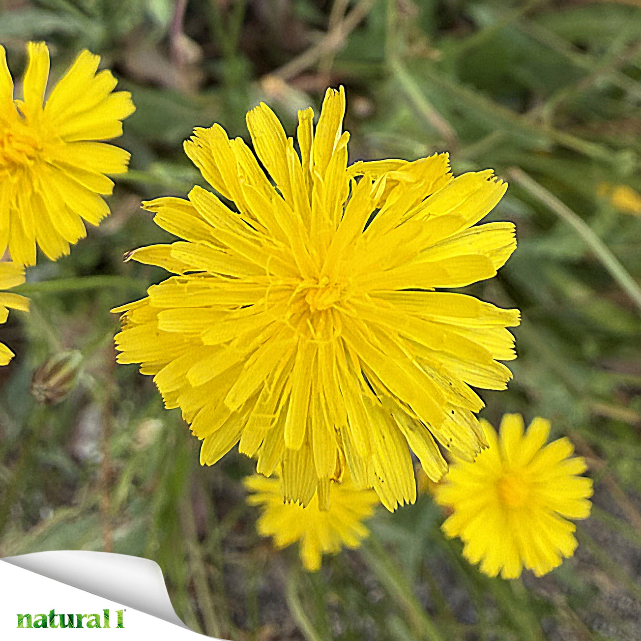 Hypochaeris glabra L. (Costolina liscia).
Nella tradizione popolare l’uso della specie suscita interesse soprattutto per le foglie che sono apprezzate in ambito culinario per il sapore amarognolo dovuto al latice. Le radici e le foglie possiedono blande proprietà depurative, digestive e diuretiche.
Più informazioni nella puntata di Flora urbica pubblicata a pagina 10 del numero di luglio-agosto 2026.

Foto: Cristina Delunas

Per sfogliare il numero di luglio-agosto 2026 copia e incolla questo link:
https://online.pubhtml5.com/xcmo/dsgw/#p=1

#hypochaerisglabra #costolinaliscia #depurativo #digestivo #diuretico #floraurbica #natural1rivista #natural1