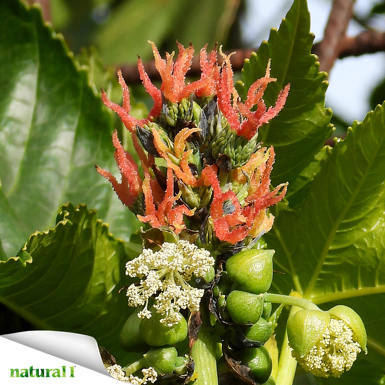 Infiorescenza di Ricinus communis L. (Ricino).
I semi di ricino e la sostanza in essi con¬tenuta, la ricina, sono velenosi mortali. Si tratta di una citotossina che causa la morte cellulare bloccando la sintesi proteica. Non esiste un antidoto. Più informazioni nella puntata della rubrica Flora urbica, pubblicata a pagina 14 del numero di giugno 2026.
https://natural1.it/ricinus-communis-l-ricino/

Photo credit: Cristina Delunas

Per sfogliare il numero di giugno 2026 copia e incolla questo link:
https://online.pubhtml5.com/xcmo/bsug/#p=1

#ricinuscommunis #ricino #semidiricino #veleno #ricina #citotossine #natural1rivista #natural1