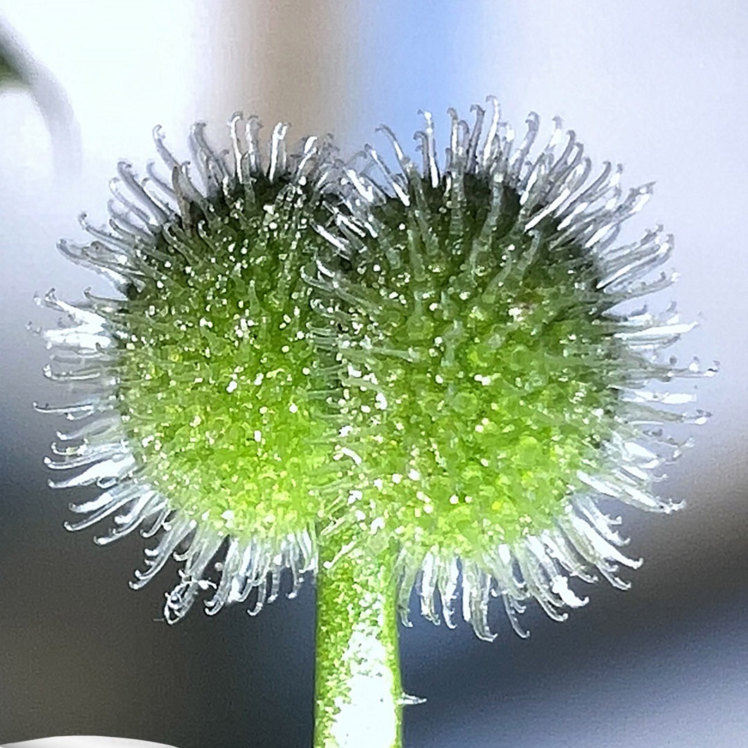 Galium aparine è una pianta erbacea perenne dai fusti lunghi 50-120 cm, tenaci, pubescenti e a sezione quadrata. Portamento prostrato o rampicante su qualsiasi supporto come alberi, cespugli, recinzioni, muretti a secco e altre erbe. Più informazioni a pagina 26 del numero di ottobre 2026.
https://natural1.it/galium-aparine-l-attaccamani/

Photo credit: C. Delunas

Per sfogliare il numero di ottobre 2026 copia e incolla questo link:
https://online.pubhtml5.com/xcmo/zxny/#p=1

#galiumaparine #attaccamani #attaccavesti #floraurbica #cagliovegetale #natural1rivista #natural1