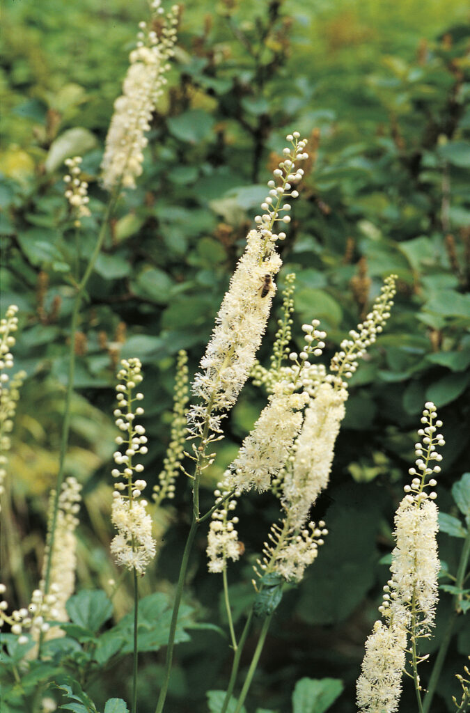 Actaea racemosa, menopausa