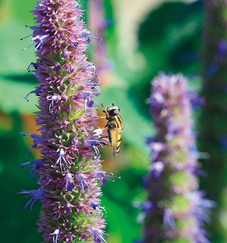 agastache mexicana, cosmesi naturale