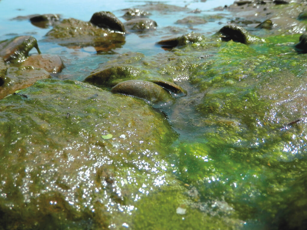 Natural1
Chlorella
 Proprietà nutrizionali

