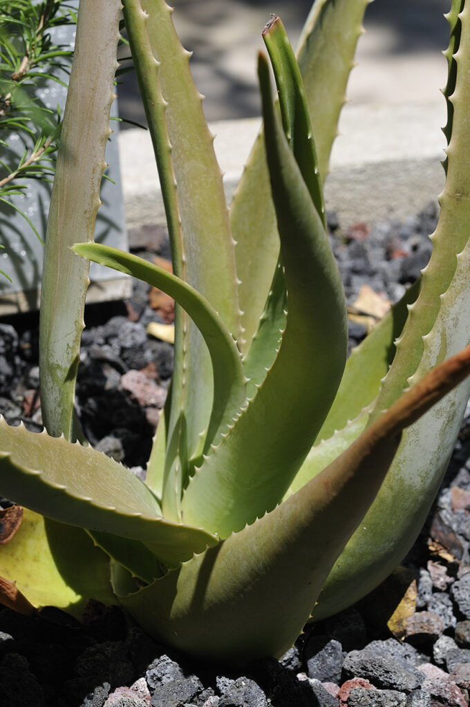 Aloe vera
fitoderivati 
oli essenziali
animali da domestica
fitoterapia per animali domestica
Allium sativum 
Azadirachta indica
Calendula officinalis 

