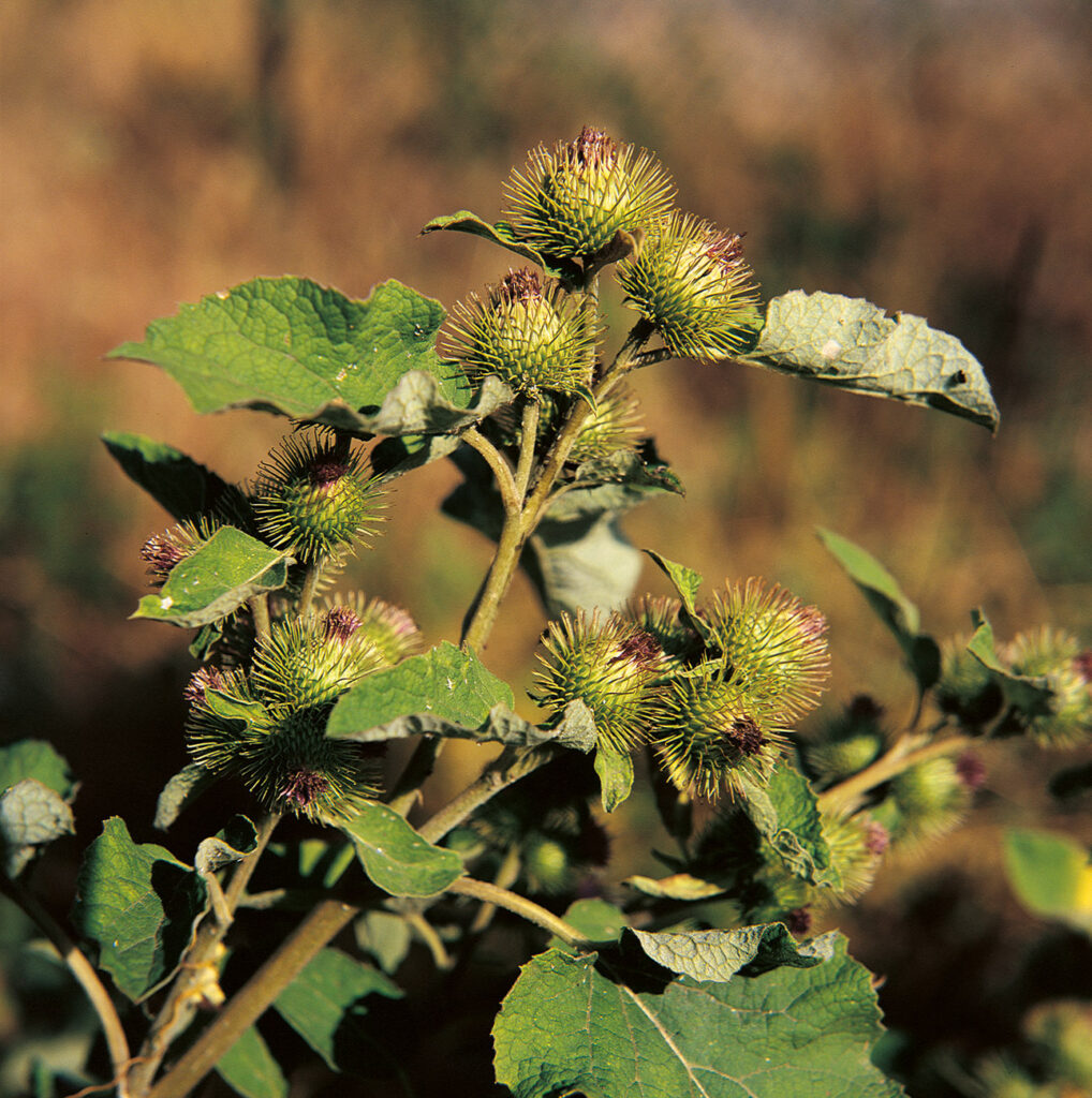 Natural1
Fitoterapia
Psoriasi
Arctium lappa
Antinfiammatorie
