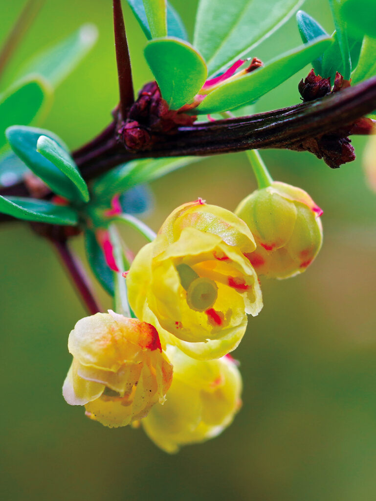 Natural1
Berberis vulgaris 
Apparato cardiovascolare
Medicine tradizionali orientali
Alcaloide caratterizzante


