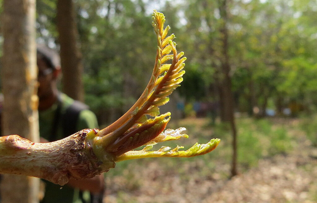- ATTIVITÀ ANTINFIAMMATORIA 
- BOSWELLIA SERRATA ROXB.