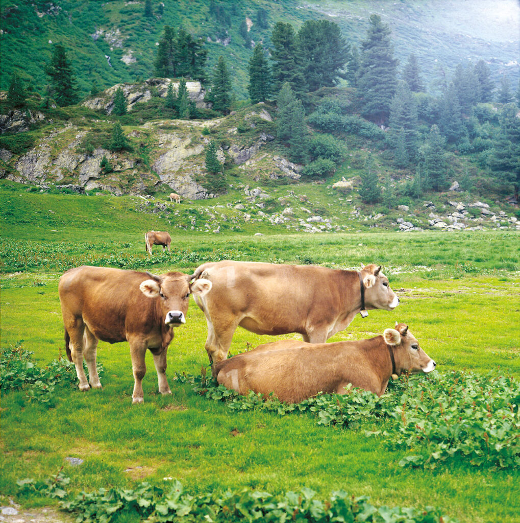 Antiossidante.
prodotti ecocompatibili e animal-friendly.
La domanda di prodotti ecocompatibili e animal-friendly è sempre più in crescita e per questo si ricercano sistemi zootecnici più sostenibili e rispettosi del benessere animale e vicini ai consumatori

