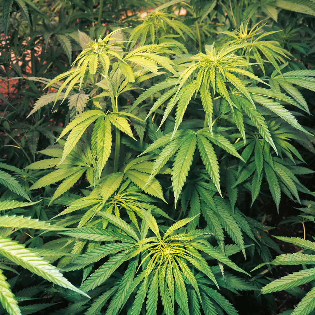 -proprietà antinfiammatorie
-Cannabis_sativa 
-recente “liberalizzazione” della coltivazione di piante prive di THC
-Effetti di un estratto standardizzato di Cannabis sativa L. sulla risposta infiammatoria centrale e periferiche

