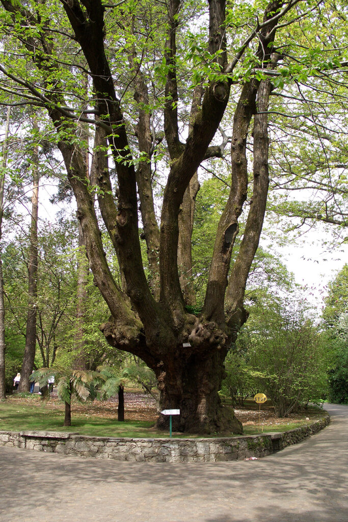 Eco-sostenibili
Castanea sativa
Fitocosmesi

