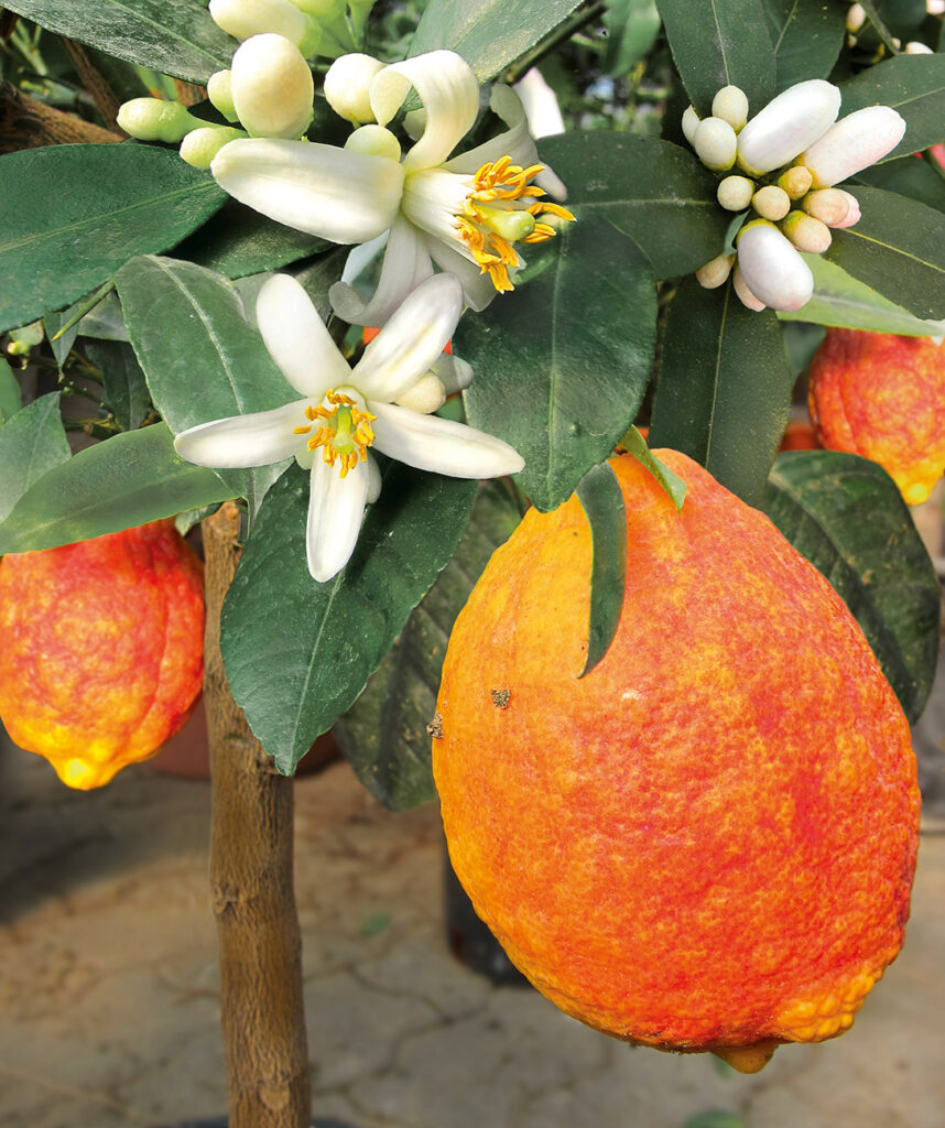 - BENEFICI CARDIOVASCOLARI DEGLI AGRUMI E DEI LORO COSTITUENTI BIOATTIVI
- Effetti cardiovascolari di esperetina e naringenina 
- gestione della ipercolesterolemia lieve e moderata
- Tra i vari frutti del genere Citrus, il bergamotto è oggetto di diversi studi clinici