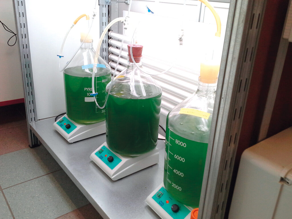 Spirulina: proprietà nutraceutiche e coltivazione
Classificazione e caratteristiche ecologiche
Proprietà nutraceutiche

