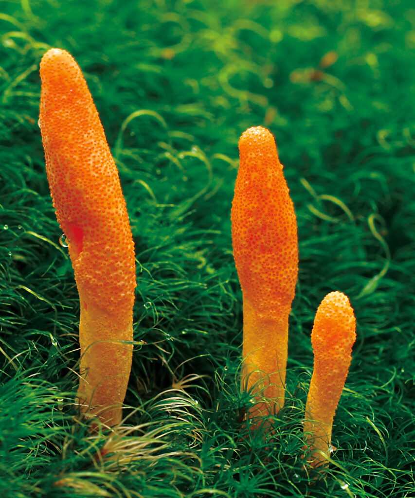 Natural1.
Cordyceps militaris.
Funghi medicinali e sistema immunitario.
antinfiammatoria.

