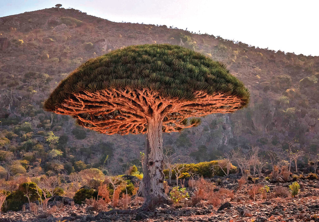 - Dracaena cinnabari vs Dracaena draco: confronto del profilo fitofarmacologico
- ETNOFARMACOLOGIA
- storia mitologica del Sangue di Drago
- 
