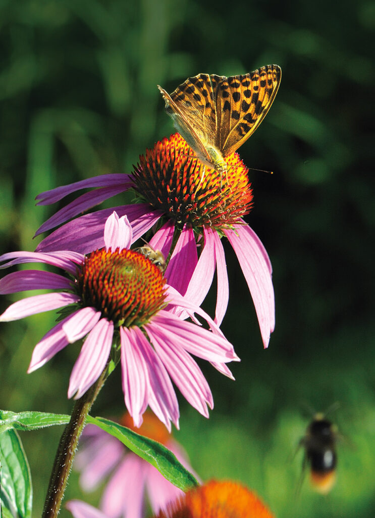 Natural1
Echinacea. 
Oligoelementi, 
piante officinali,
gemmoterapici,
 probiotici,contribuiscono ad aumentare le nostre difese naturali.
Difesa stagionale naturale.




