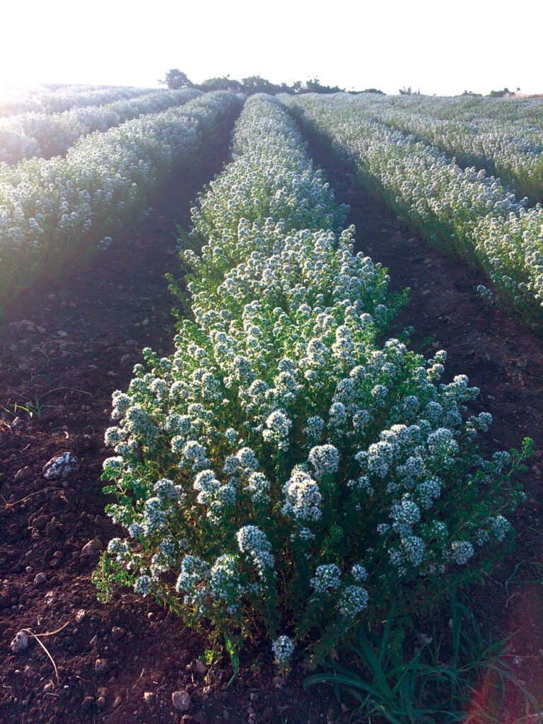 - L’origano è una delle aromatiche più importanti in Italia
- Un approccio maggiormente industriale alla coltura
- L’origano descrizione botanica
- 