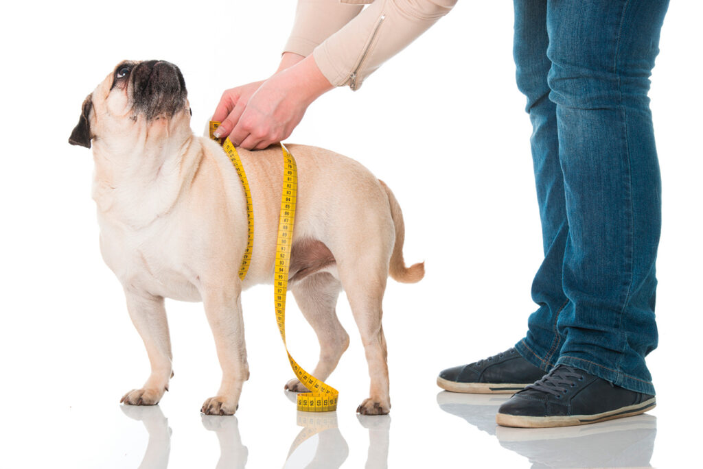Veterinaria
Obesità e ipercolesterolemia
alimentare e dieta su cani con colesterolo alto

