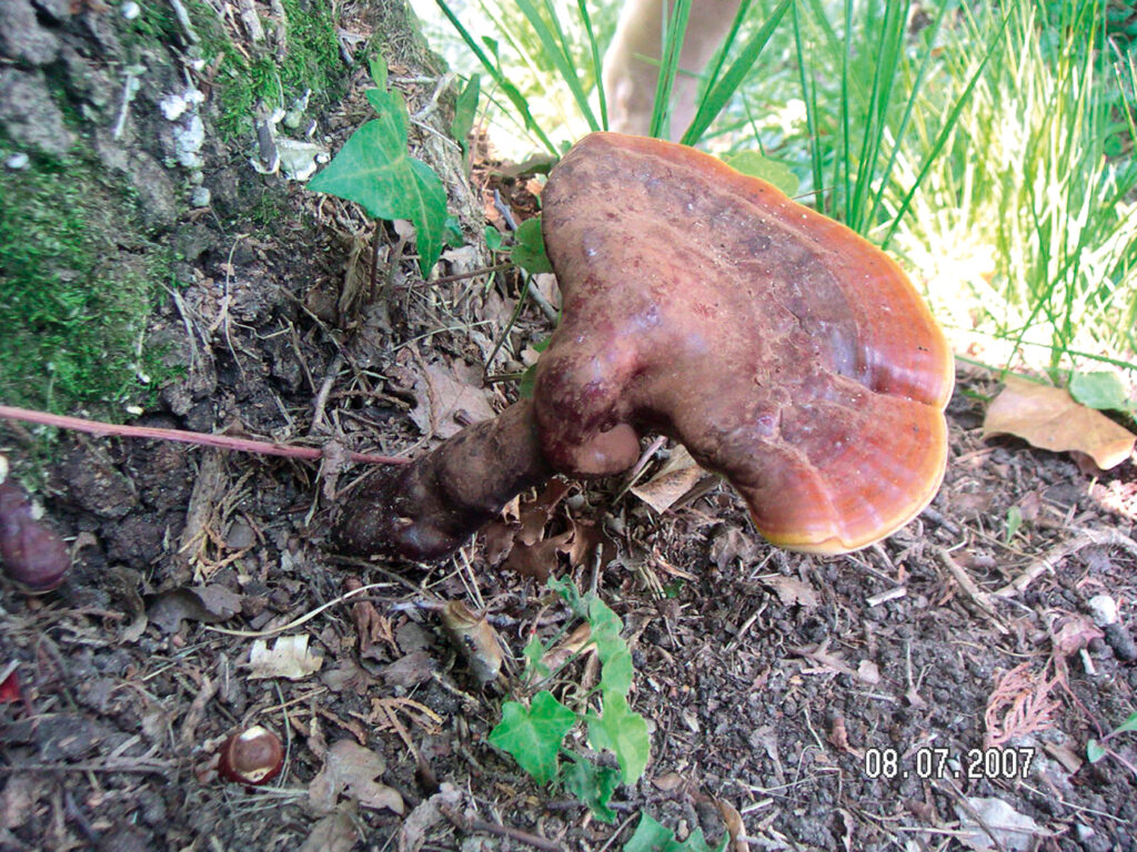 ganoderma lucidum, neuroprotezione