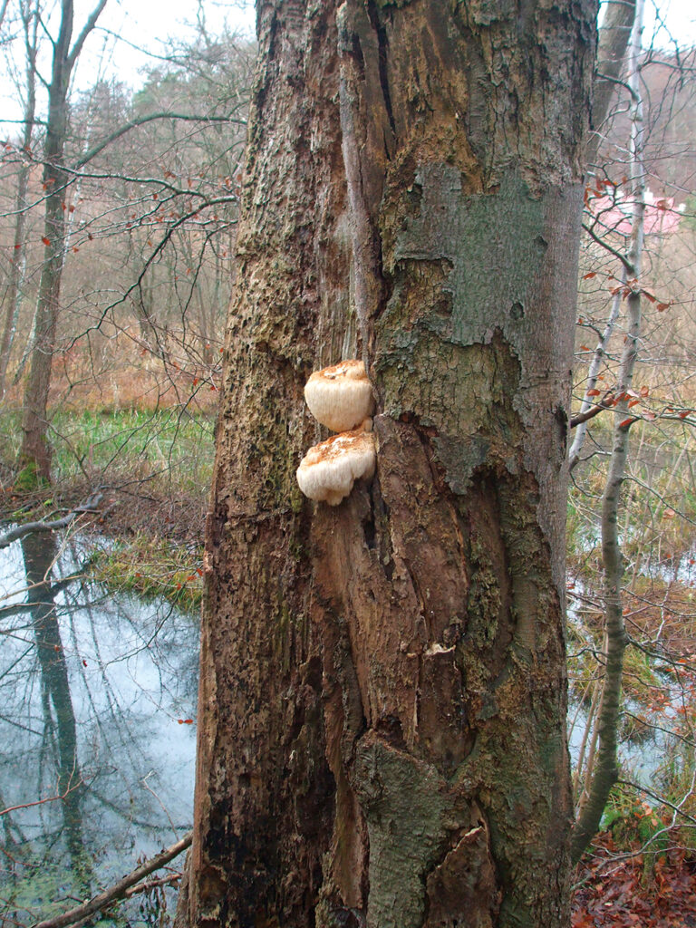 - Hericium erinaceus effect on hippocampal network
-activities of this mushroom on central nervous system and memory
-Hericium erinaceus effects on central nervous system

