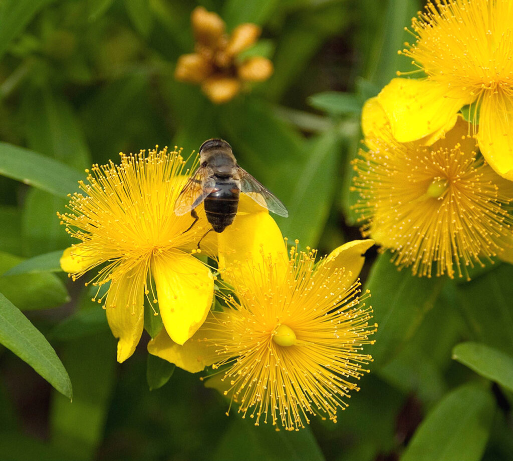 -Hypericum calycinum
-IPERICO: UN GENERE DA RISCOPRIRE
-studiate per le diverse proprietà farmacologiche
-