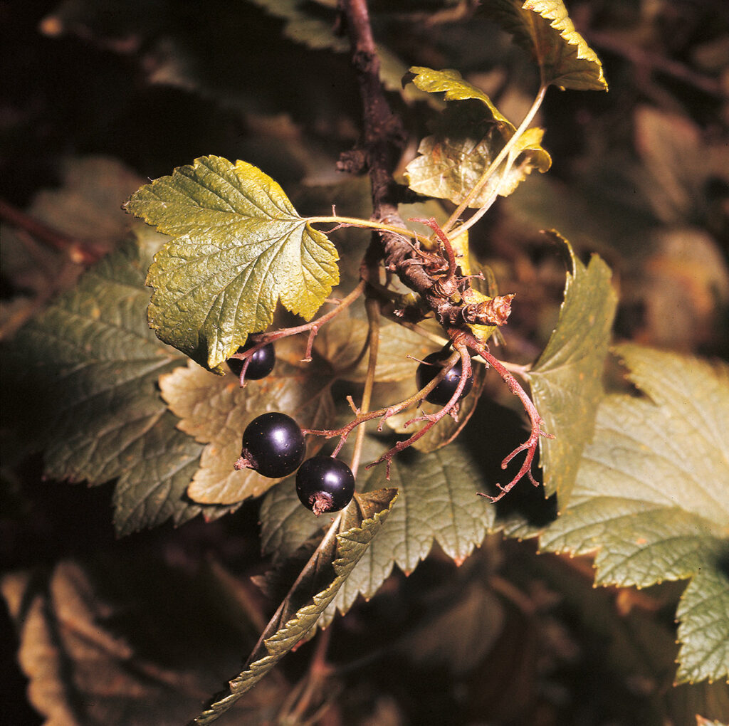 Focus beneessere della donna.
Ribes nigrum più noto e utilizzato per la sua azione antinfiammatoria e antiallergica.
