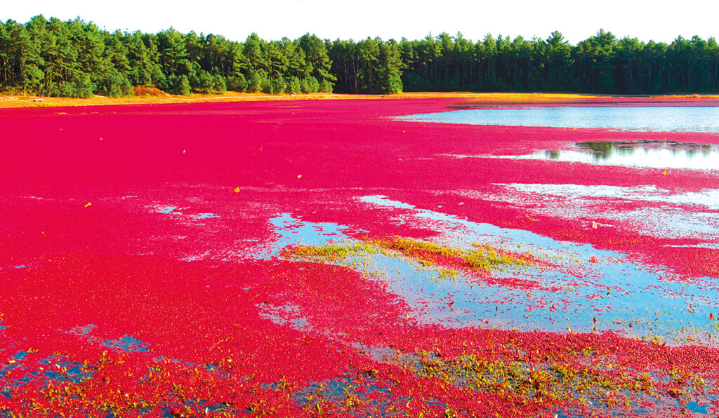 - Il cranberry, piccolo frutto di origine americana
- Proprietà antivirali del mirtillo rosso americano (Vaccinium macrocarpon Aiton, Ericaceae) contro Herpes simplex e Influenza (H1N1)
- alto contenuto di proantocianidine