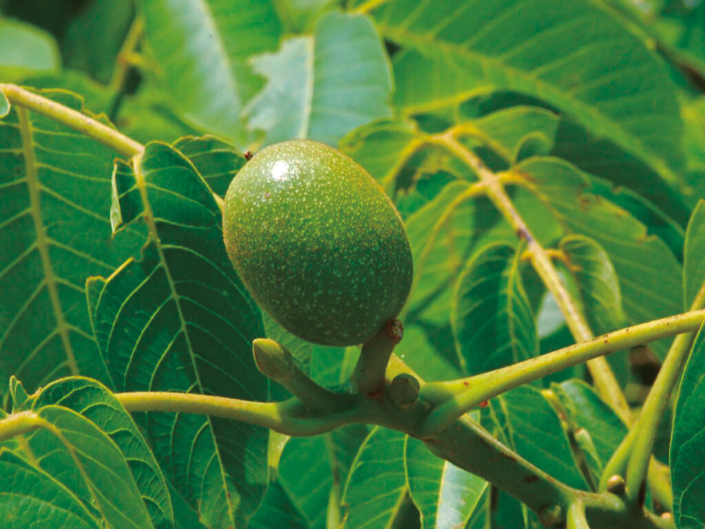 juglans regia, noce da frutto, noce bianco