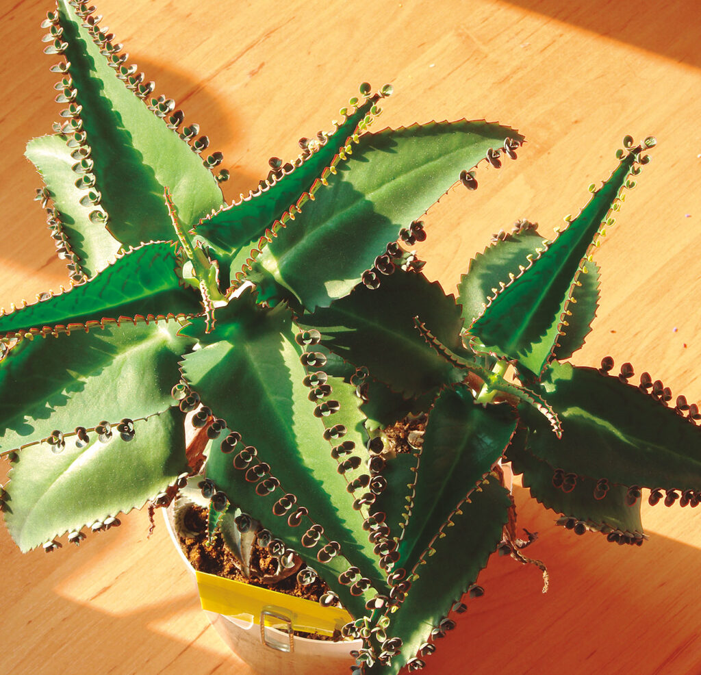 kalanchoe, piante medicinali