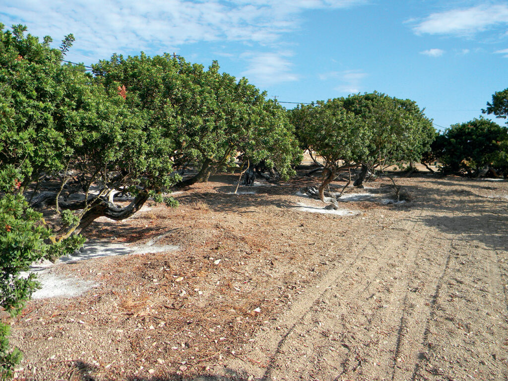 -Composizione chimica della resina
-Costituenti chimici
-Usi tradizionali della resina
-L’attività dei coltivatori
-nell’isola greca di Chios
-prodotto medicinale vegetale di uso tradizionale