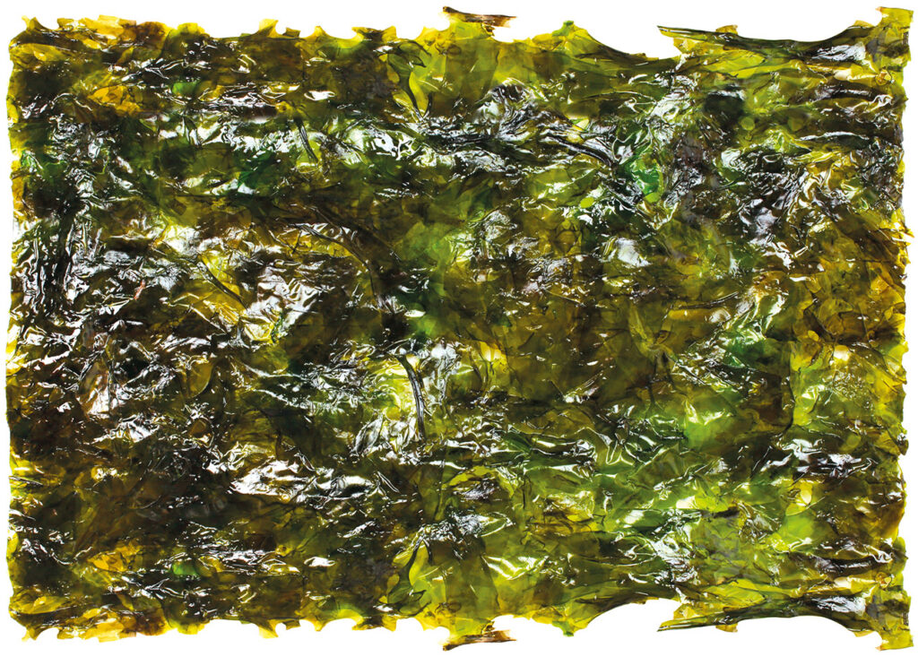 Porphyra umbilicalis, Nori
