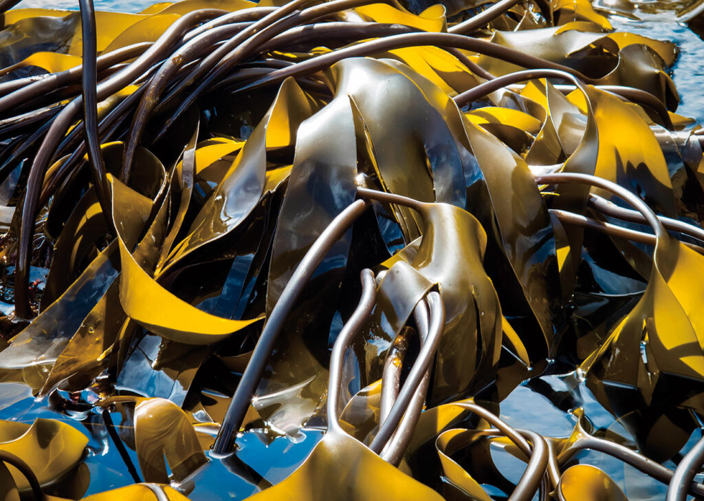 Laminaria digitata
l’acido alginico
l’industria farmaceutica
integratori alimentari anoressizzanti e dimagranti

