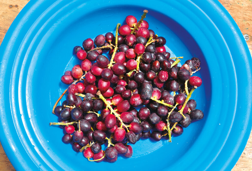 Lannea microcarpa Engl e K.Krause
(famiglia botanica delle Anacardiaceae)
le sue proprietà medicinali.
reumatismi, 
vesciche della mucosa boccale


