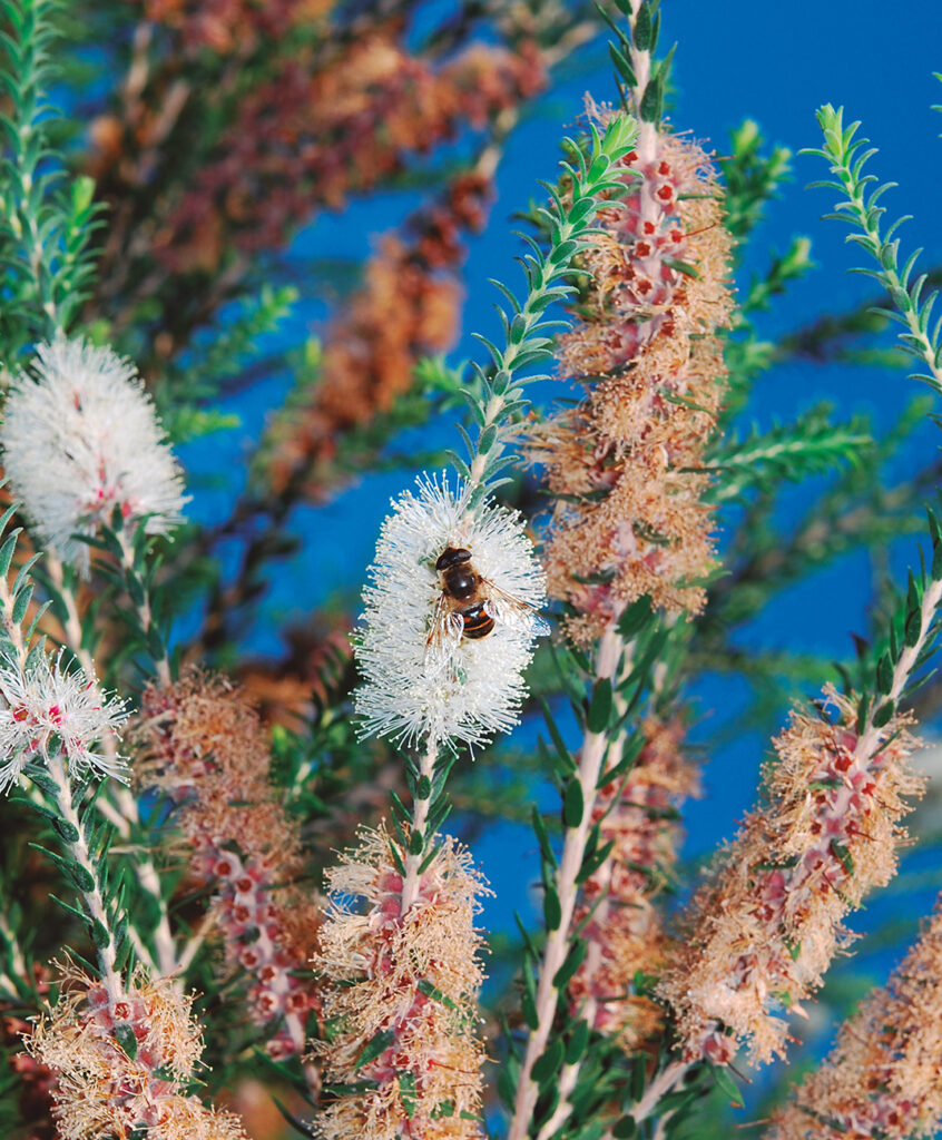 - Le infezioni vaginali
-  fisiopatologia,  clinica, terapia
- Il fluido vaginale
- La flora batterica vaginale saprofitica
- Patogenesi e incidenza delle vaginiti infettive
- Clinica e diagnosi della vaginite infettiva
- La vaginosi batterica
- La vaginite micotica da Candida
- La vaginite da Trichomonas (“trichomoniasi”)
