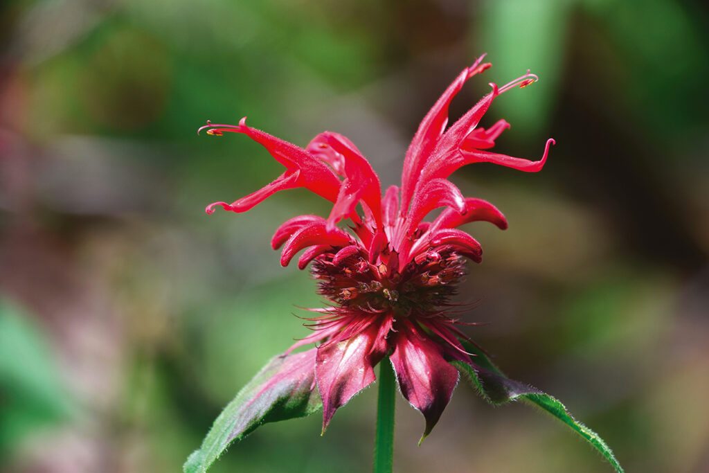 - MONARDA SPP
- L’importanza della standardizzazione
- Sperimentazione
- fitoderivati
- Variabilità nella composizione terpenica di oli essenziali
- 