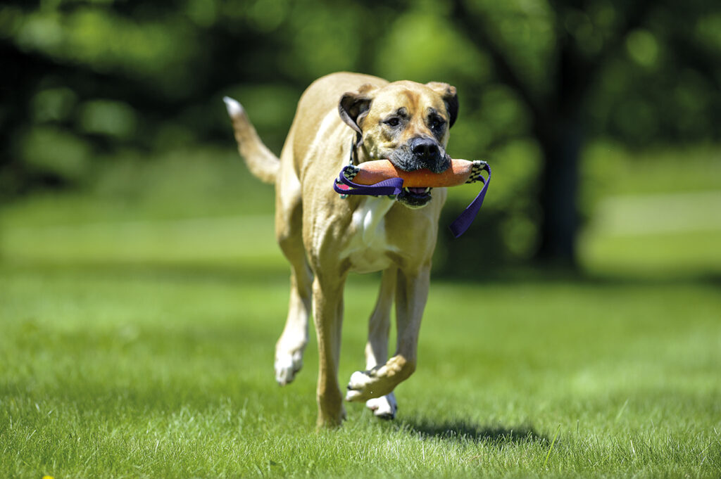 - Fitoterapia veterinaria
- un’ALIAmide con effetti benefici nella gestione dietetica dell’osteoartrite del cane
- Nuove evidenze scientifiche
- ALIAmidi: un possibile approccio nutrizionale al benessere animale