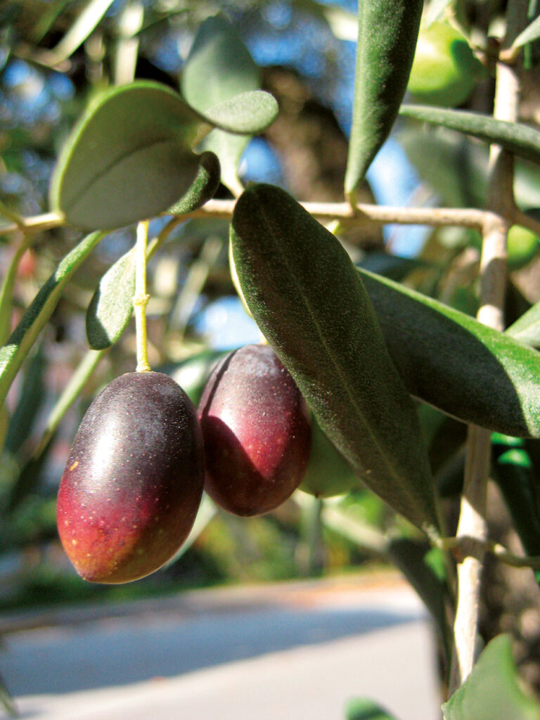 - l’olio di oliva.
- proprietà biologiche.
- attività antiossidante, antinfiammatoria, antitumorale e antimicotica.
