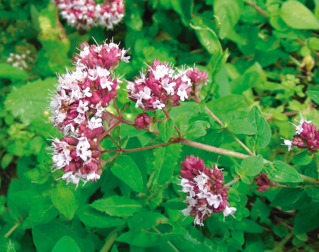 - L'Orto Botanico di Torino
- LE 100 PIANTE UTILI ALL’UOMO
- Sapori e profumi dal mondo
- Piccoli frutti e fiori salutari
- 
 