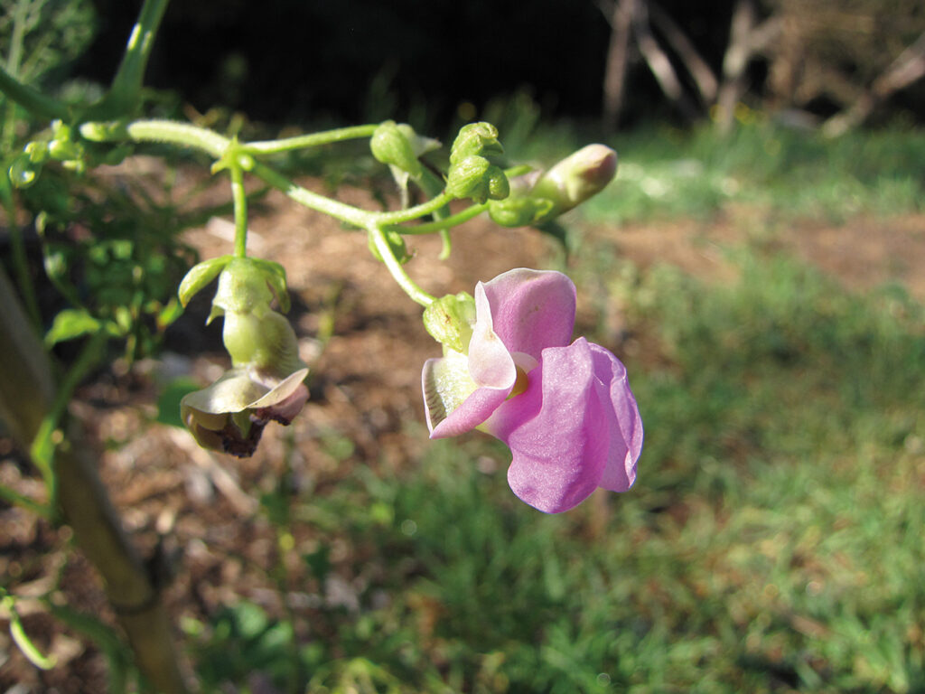 Phaseolus vulgaris, scarti della filiera agro-alimentare
