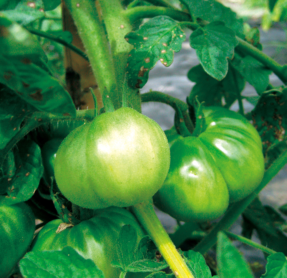 -Il Licopene.
- pigmenti vegetali.
- beta-carotene.
- attività antiossidante.
