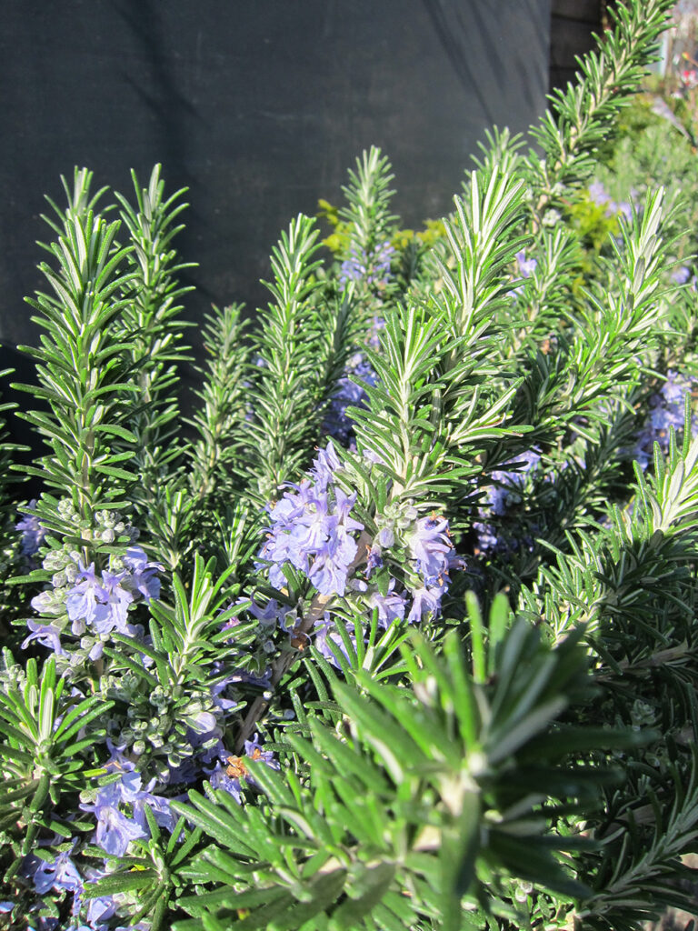 - natural extracts
- interesting approach in active packaging
- Rosmarinus officinalis
- Origanum vulgare