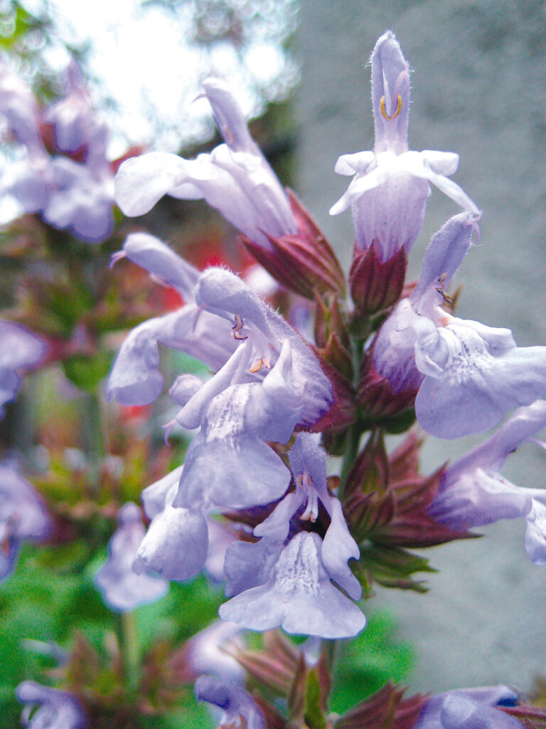 Salvia officinalis, fitoterapia