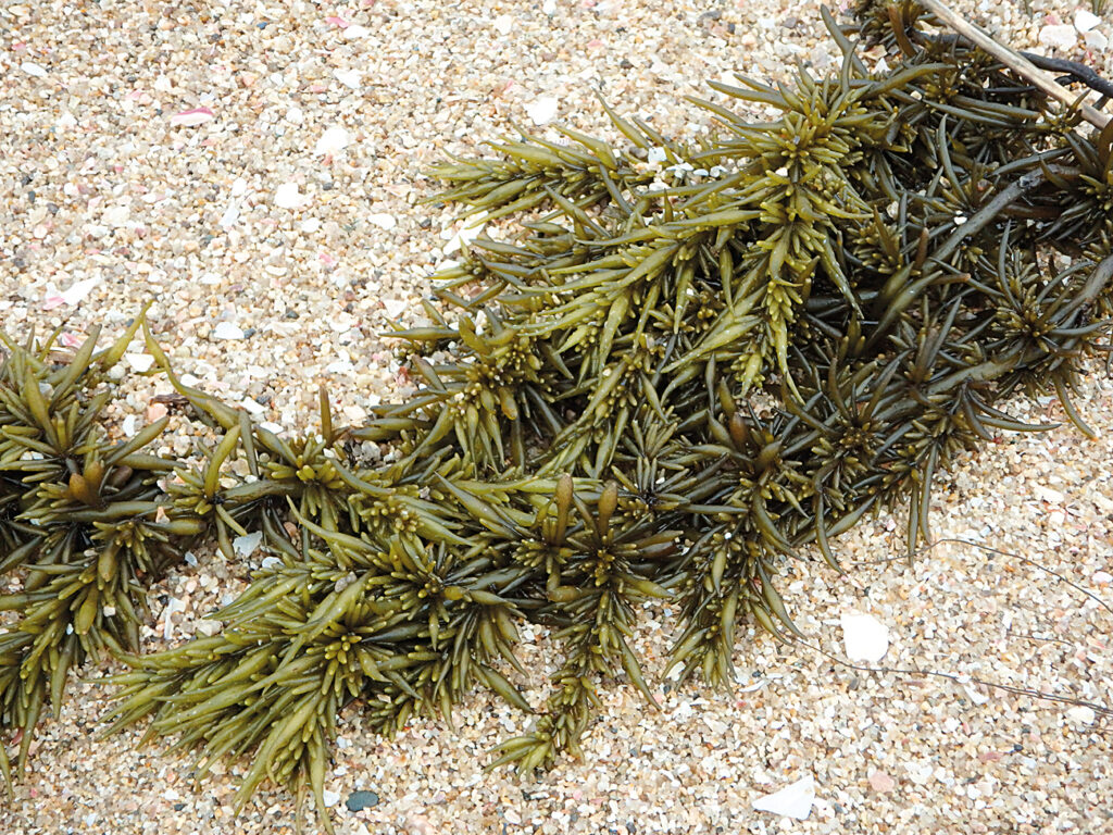 sargassum, natural resources of functional foods 