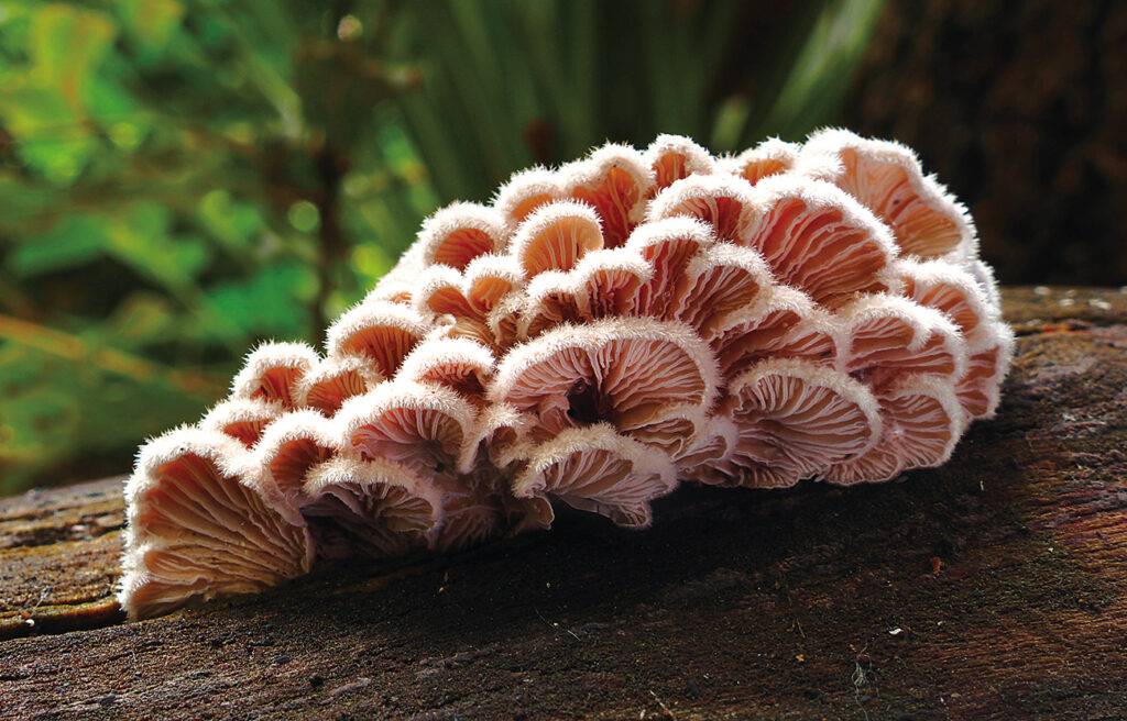 - i funghi medicinali
- Micoterapia
- Lentinus edodes (Shiitake) 
-