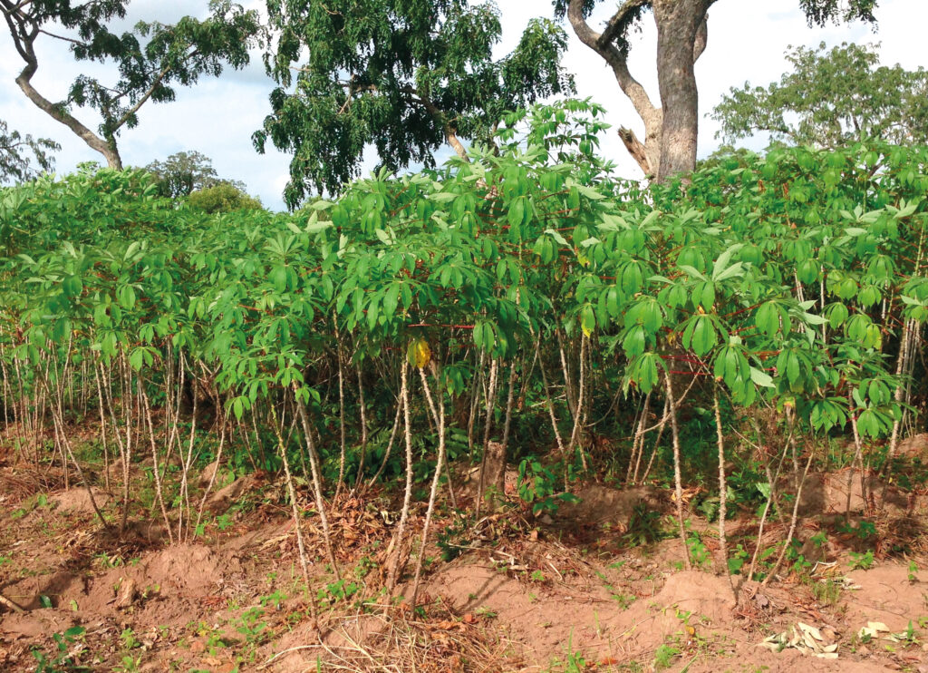 manioca, cassava