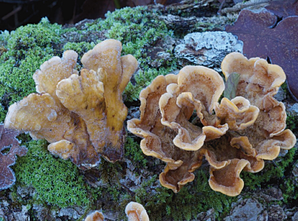 - Funghi medicinali
- molecole biologico
- Biodiversità dei funghi
- Alimentale