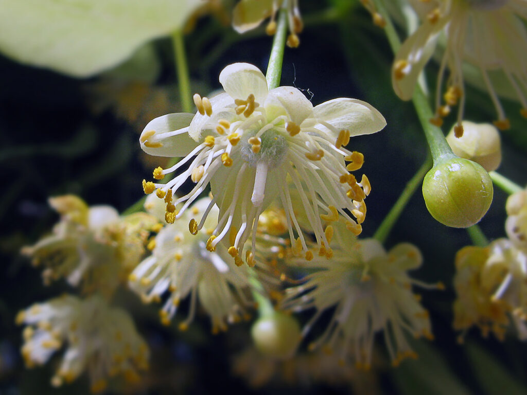 - Fitoterapia
- IL TIGLIO, L’ALBERO DELLA SAGGEZZA CHE CONTRASTA L’ANSIA
- I rapporti tra ansia e stress
- Azione sedativa del tiglio
- Il tiglio in dermatologia e cosmesi
