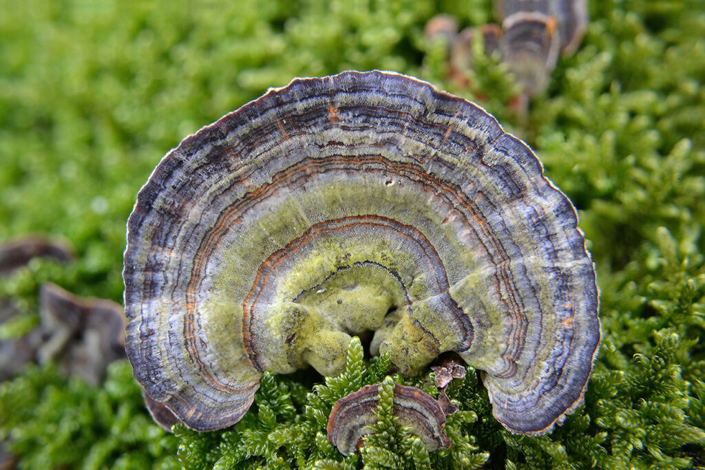 - I beta glucani
- Azione di potenziamento immunitario, antinfiammatoria e antiossidante
- Assorbimento e meccanismi di azione dei β-glucani
- Caratteristiche e struttura dei β-glucani
- Effetto prebiotico 
- I β-glucani presenti nei funghi